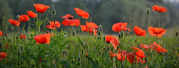 Nous voulons des coquelicots